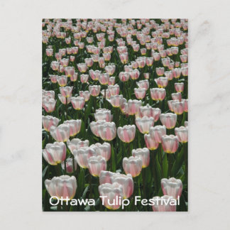 Silver and Pink Tulips Postcard