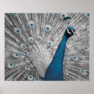 Silver and Turquoise Peacock Poster