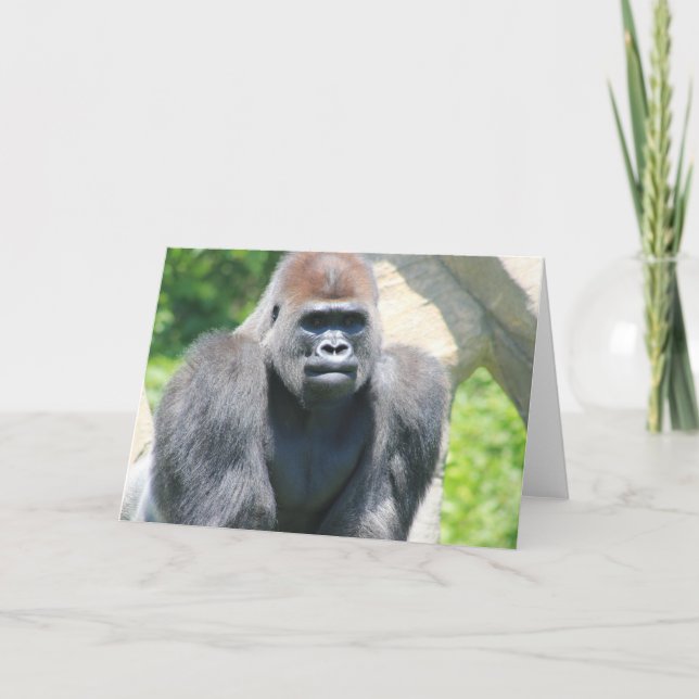 Silver Back Gorilla Card (Front)