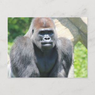 Silver Back Gorilla Postcard