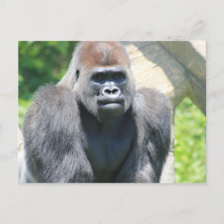 Silver Back Gorilla Postcard