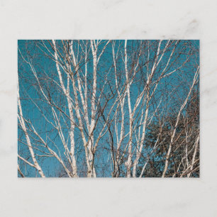 Silver Birch Branches in the Sun Postcard
