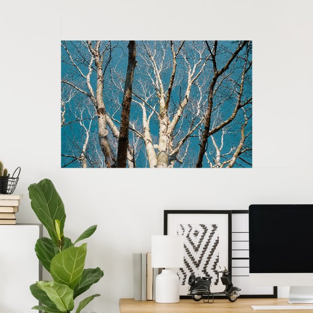 Silver Birch Branches in the Sun Poster (Home Office)