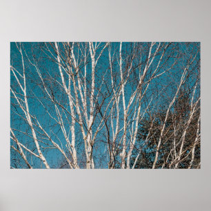 Silver Birch Branches in the Sun Poster