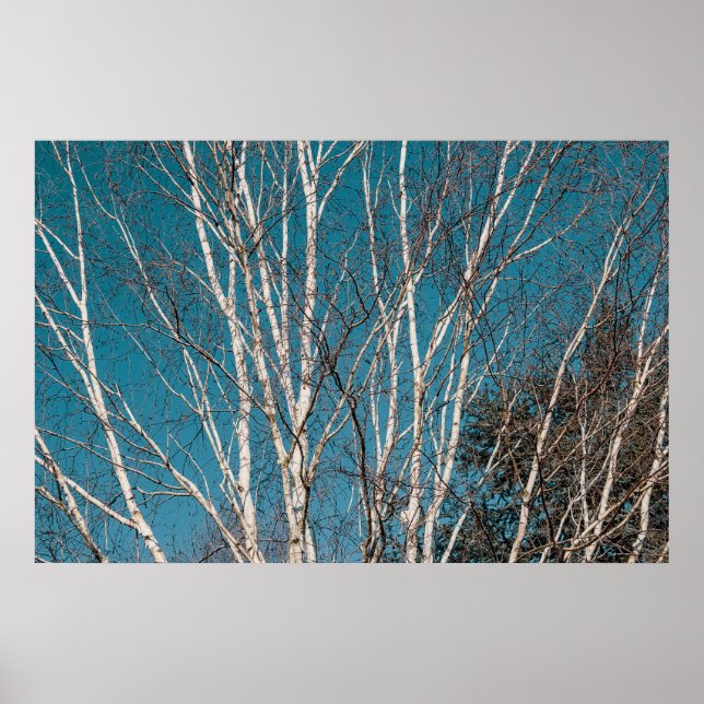 Silver Birch Branches in the Sun Poster (Front)