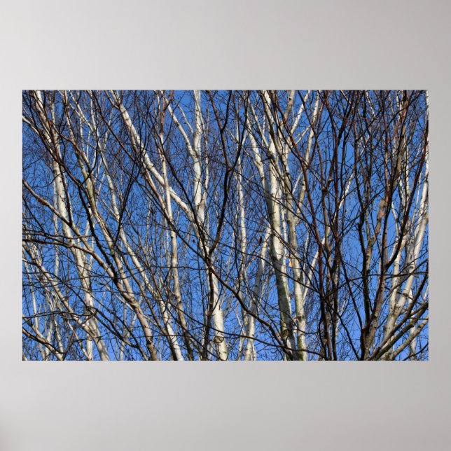 Silver Birch Branches Poster (Front)