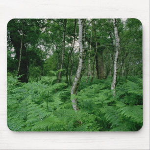 Silver birch trees and ferns, Sherwood Forest Mouse Mat