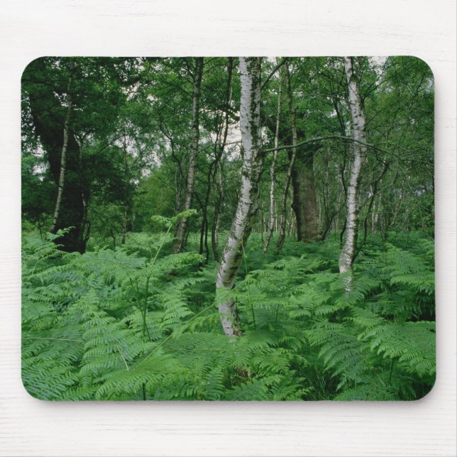 Silver birch trees and ferns, Sherwood Forest Mouse Mat (Front)