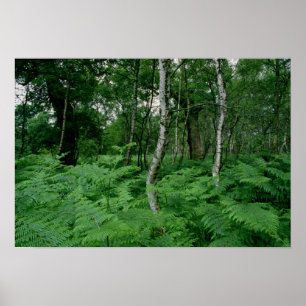 Silver birch trees and ferns, Sherwood Forest Poster