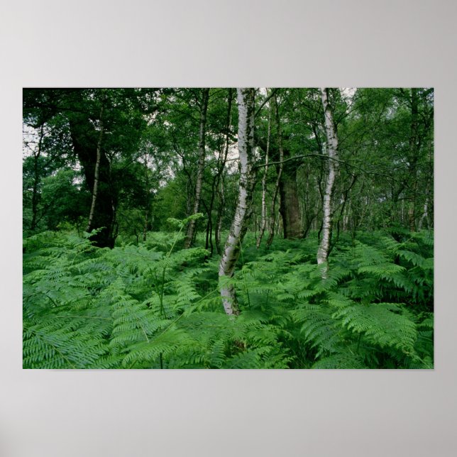 Silver birch trees and ferns, Sherwood Forest Poster (Front)