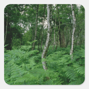 Silver birch trees and ferns, Sherwood Forest Square Sticker
