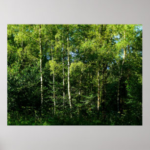 Silver Birch Trees Poster