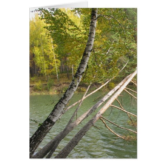 Silver birches leaning over the river Card (Front)
