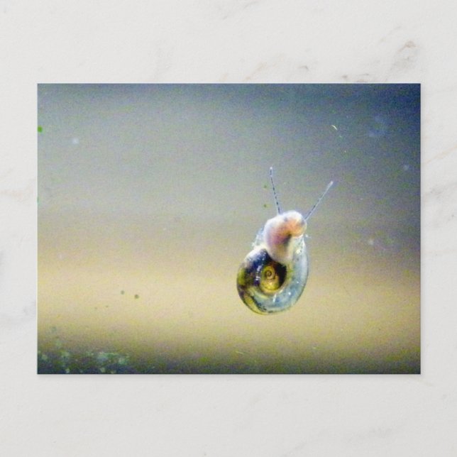 Silver-Blue-Gold Water Snail Postcard (Front)