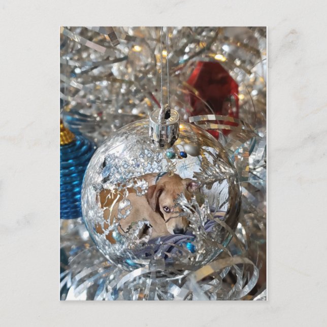 Silver Bulb Reflect Postcard (Front)