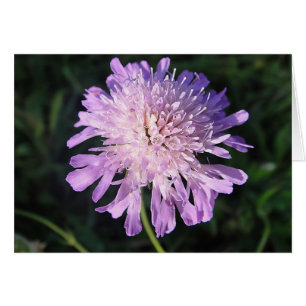 Silver card purple Scabiosa, blank, designed