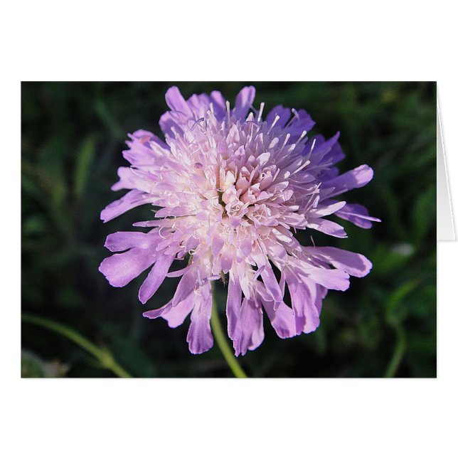 Silver card purple Scabiosa, blank, designed (Front Horizontal)
