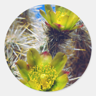 Silver Cholla Cactus Wildflowers Classic Round Sticker