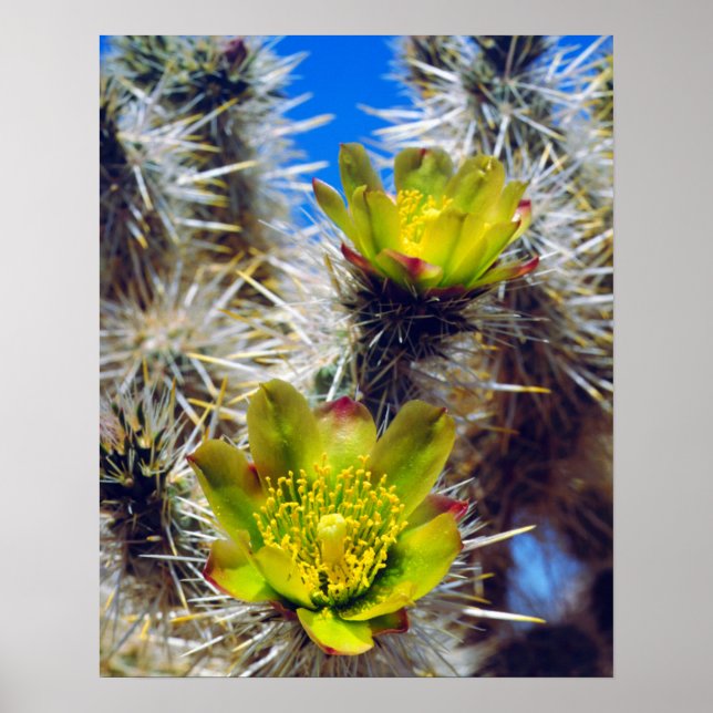 Silver Cholla Cactus Wildflowers Poster (Front)