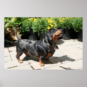Silver Dapple Dachshund Buddy 2 Poster