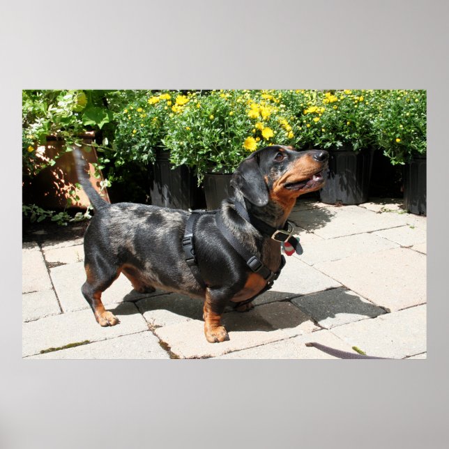 Silver Dapple Dachshund Buddy 2 Poster (Front)