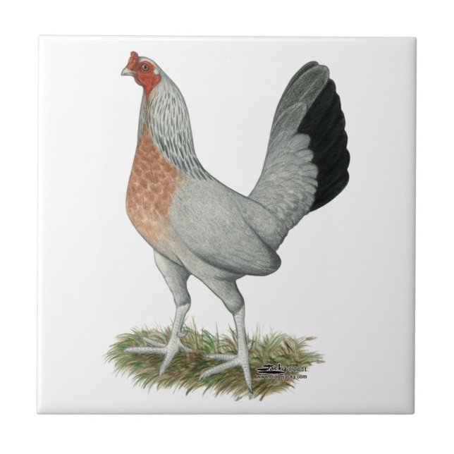 Silver Duckwing Game Hen Tile (Front)