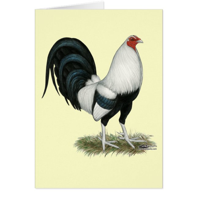 Silver Duckwing Gamecock (Front)