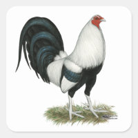 Silver Duckwing Gamecock