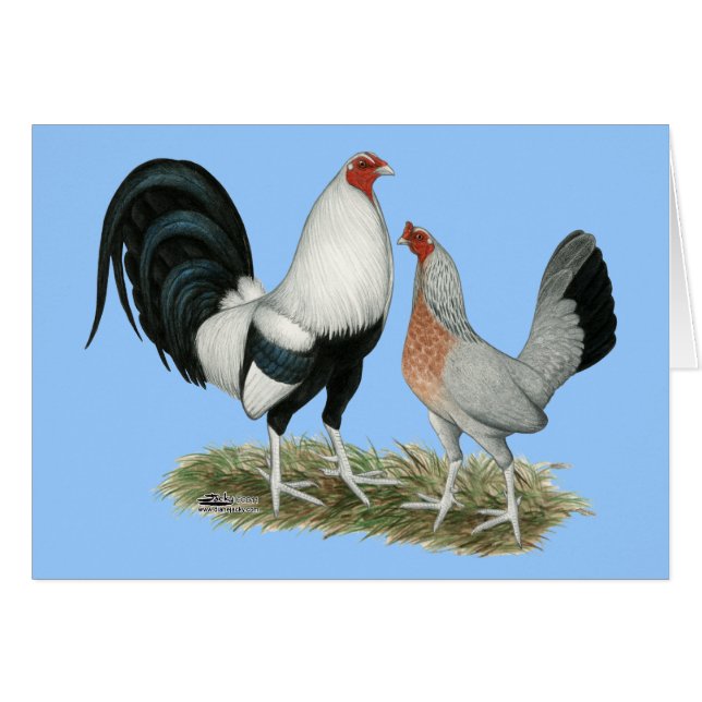 Silver Duckwing Gamefowl (Front Horizontal)