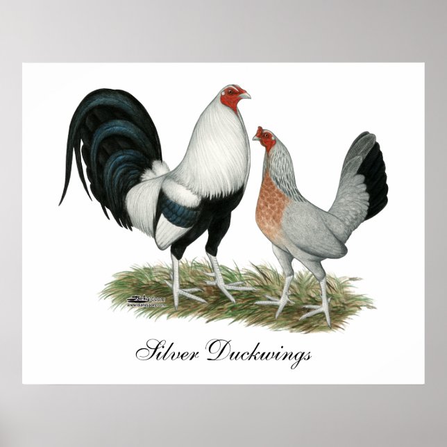 Silver Duckwing Gamefowl Poster (Front)