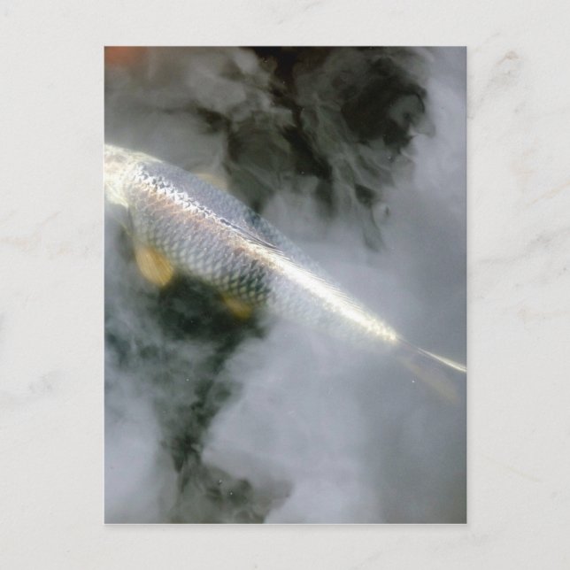Silver Fish in Water and Clouds Postcard (Front)