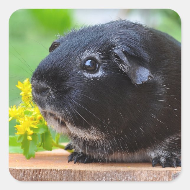 Silver Fox Guinea Pig on Stump with Flower Square Sticker (Front)