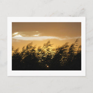 Silver Grass at Dusk: Japan Postcard