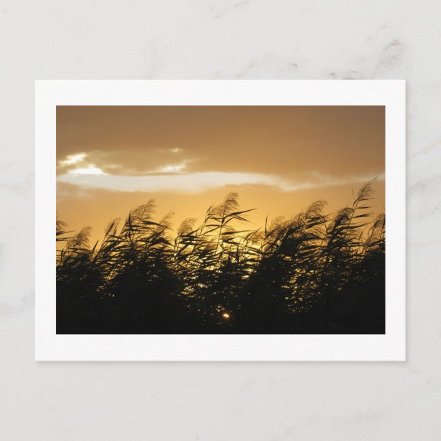 Silver Grass at Dusk: Japan  Postcard (Front)