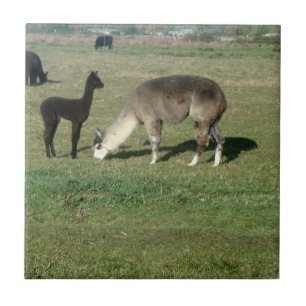 Silver Grey Alpaca & Cria Tile