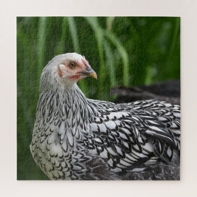 Silver Laced Chicken Jigsaw Puzzle (Vertical)