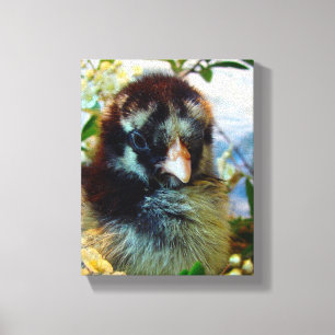 Silver Laced Cochin Chick Canvas Print