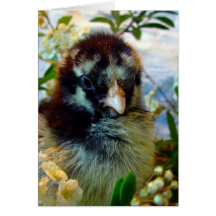 Silver Laced Cochin Chick in Studio Setting
