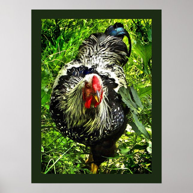Silver Laced Wyandotte Rooster Green Animal Poster (Front)