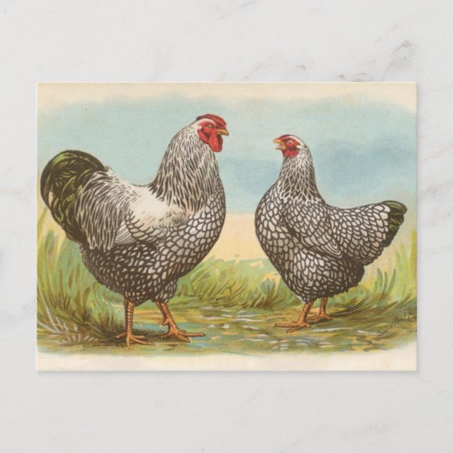 Silver Laced Wyandottes Postcard (Front)