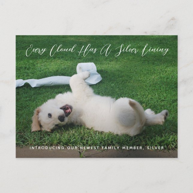 Silver Lining Photo Pet Adoption Announcement Postcard (Front)