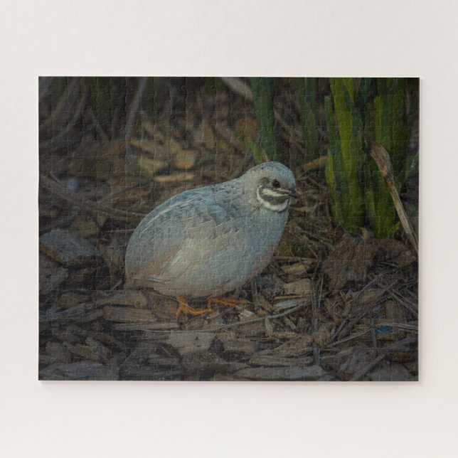 Silver Male Button Quail in the grass Jigsaw Puzzle (Horizontal)