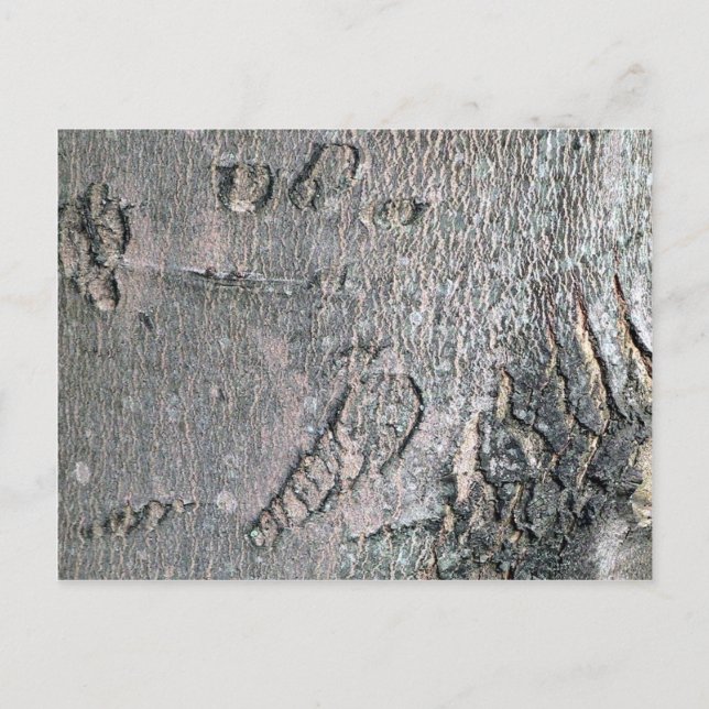 Silver Maple bark Postcard (Front)