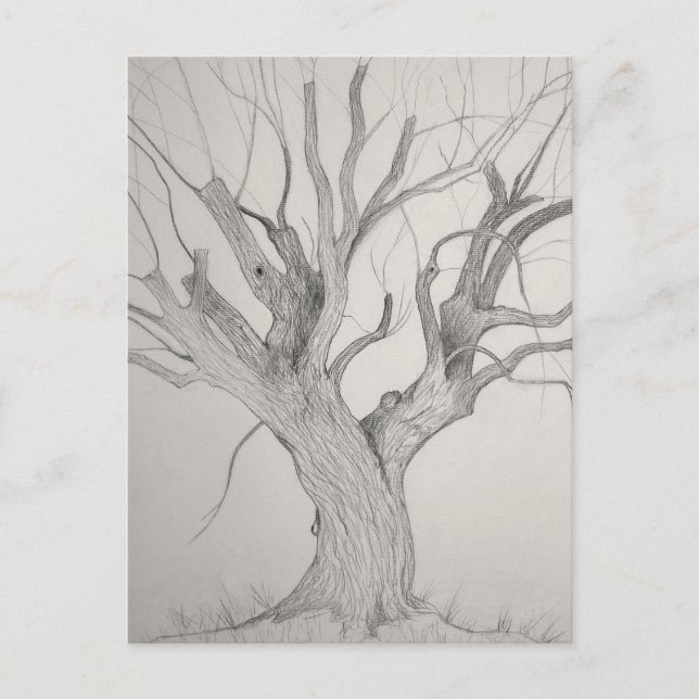 Silver Maple postcard (Front)