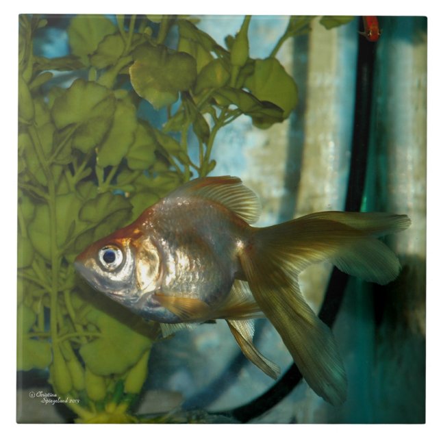 Silver orange Ryukin Goldfish Tile (Front)