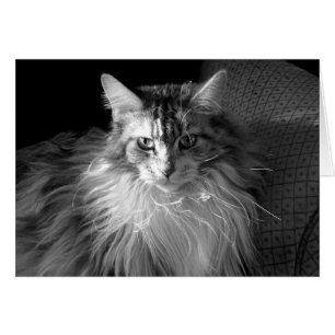 Silver Patched Tabby with White Maine Coon cat
