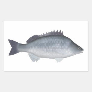 Silver Perch Rectangular Sticker