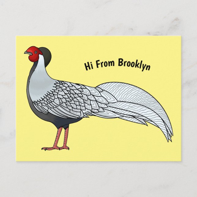 Silver pheasant bird cartoon illustration  postcard (Front)