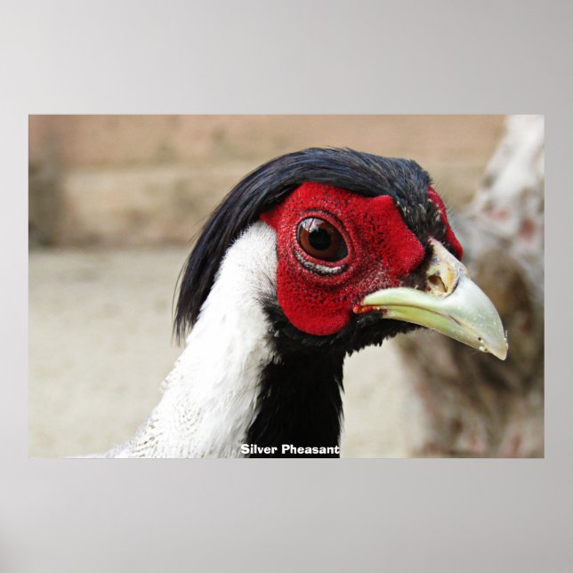 Silver Pheasants Poster (Front)