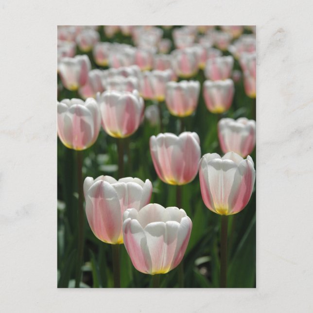 Silver pink tulips postcard (Front)